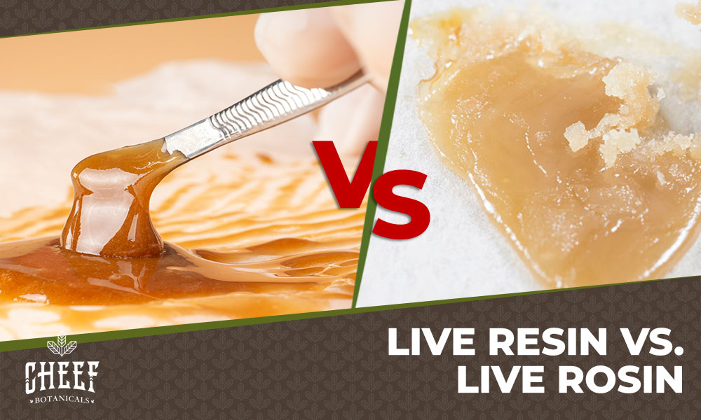 Live Resin vs Live Rosin (featured blog image by Cheef Botanicals) shows a side by side comparison of live resin and live rosin