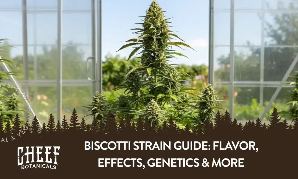 Biscotti Strain Guide: Flavor, Effects, Genetics & More