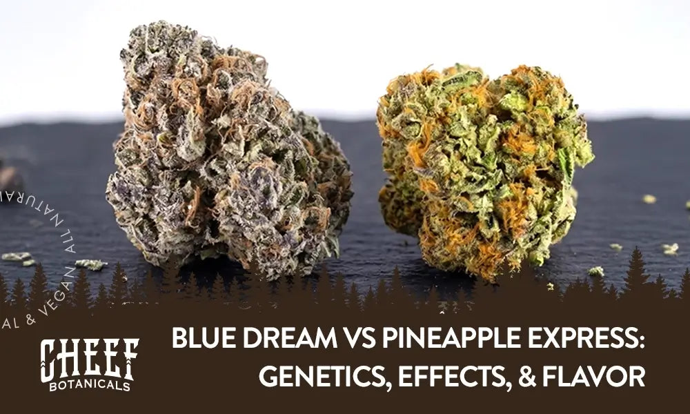 Blue Dream vs Pineapple Express (featured blog image by Cheef Botanicals) show a bud from each strain side-by-side.