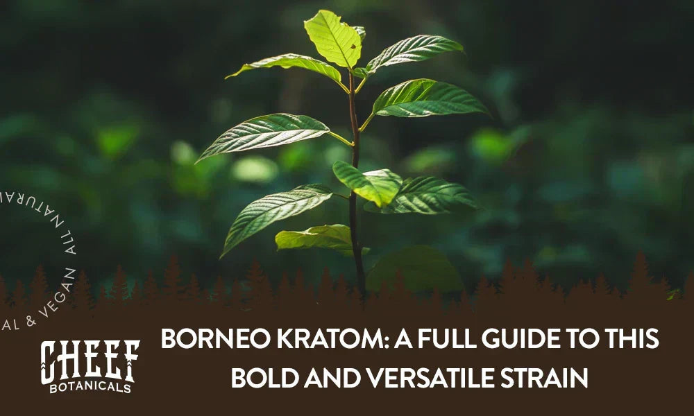 A Borneo kratom plant growing naturally outside.