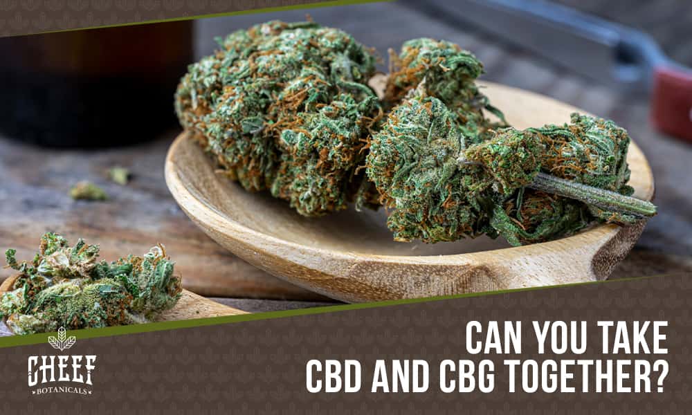Can You Take CBD and CBG Together featured blog image by Cheef Botanicals. Shows Goliath CBD and CBG strain buds in a dish.