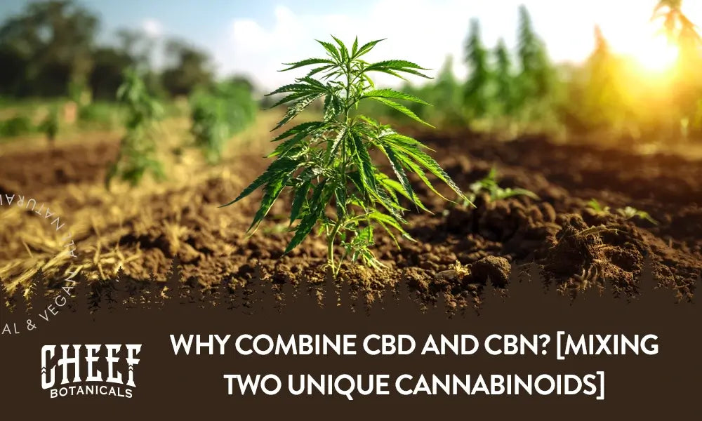 A cannabis plant growing naturally outside with the title "CBD and CBN". Featured blog image by Cheef Botanicals.