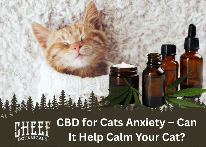 CBD for Cats Anxiety. Feature Image by Cheef Botanicals. Show a comfy and content cat with some CBD products nearby.