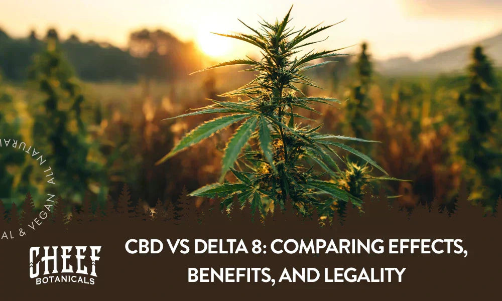 CBD vs Delta 8 (featured blog image by Cheef Botanicals) shows a field of cannabis plants