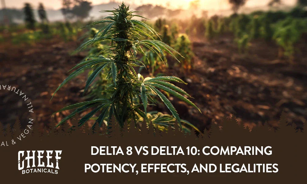Featured blog image by Cheef Botanicals showing a cannabis plant growing outdoors at sunset with the text “Delta 8 vs Delta 10: Comparing Potency, Effects, and Legalities,” highlighting Delta 8 vs Delta 10.