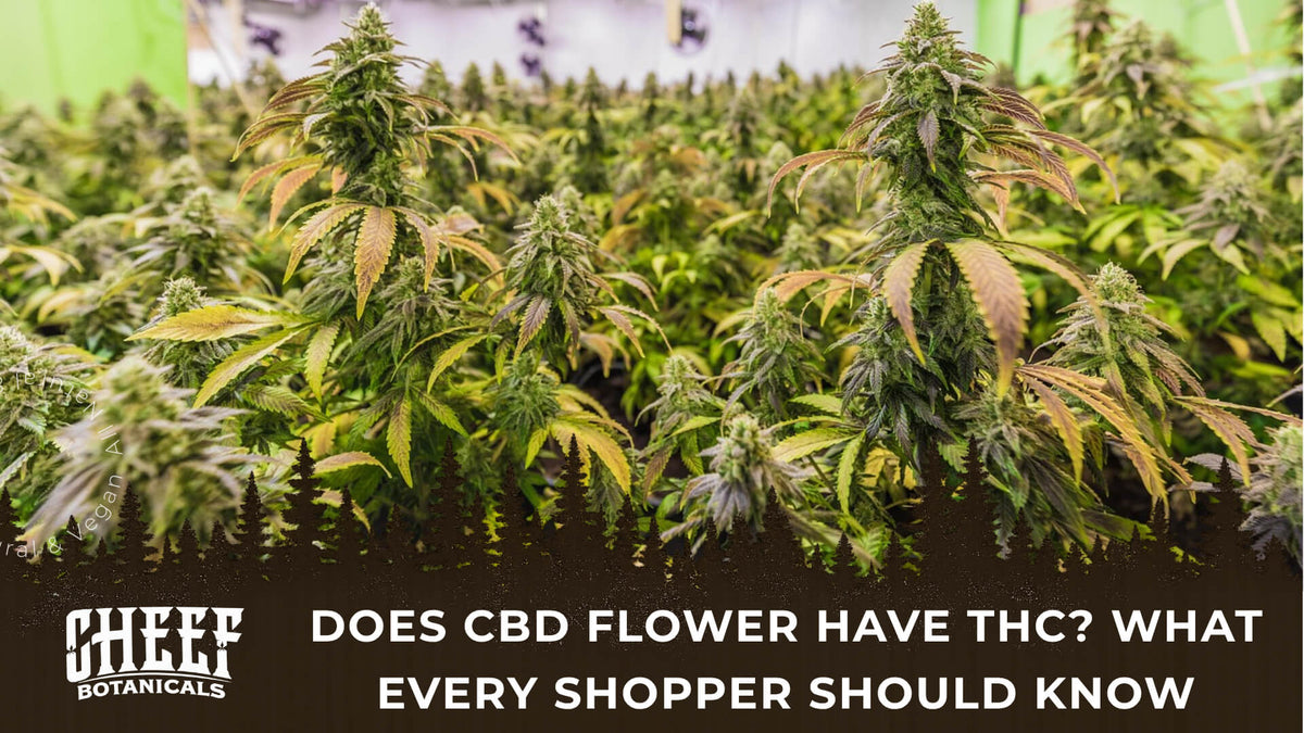 Does CBD Flower Have THC (featured blog image by Cheef Botanicals) shows a field of CBD flower plants