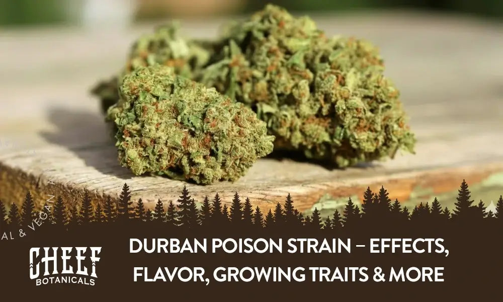 A couple Durban Posion cannabis buds sitting on a wooden table.