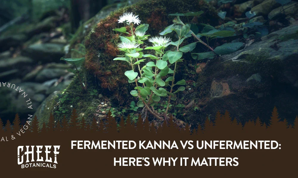 A kanna plant growing naturally outside with the title "fermented kanna vs unfermented".