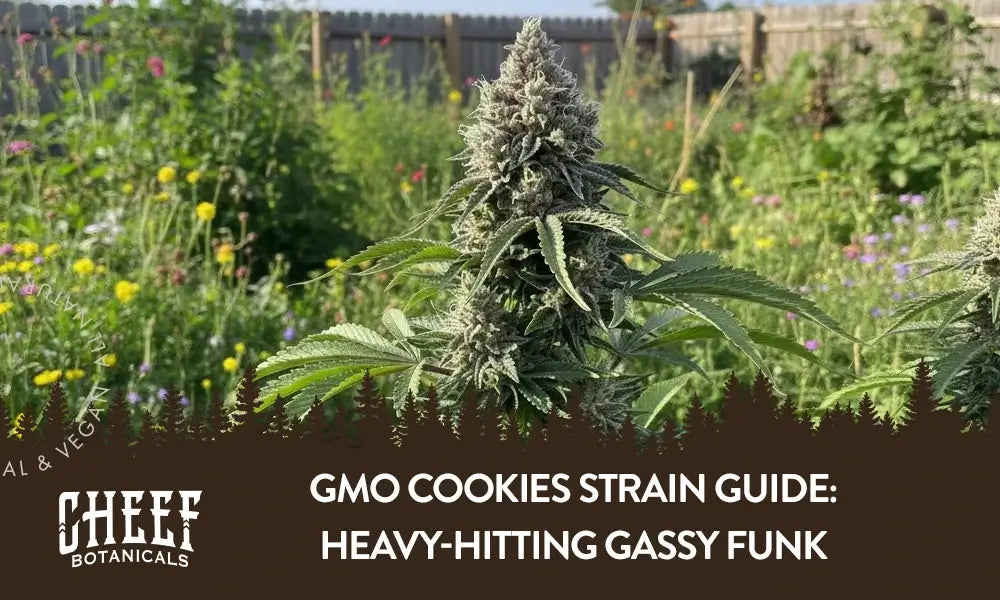 A GMO Cookies cannabis plant growing outside.