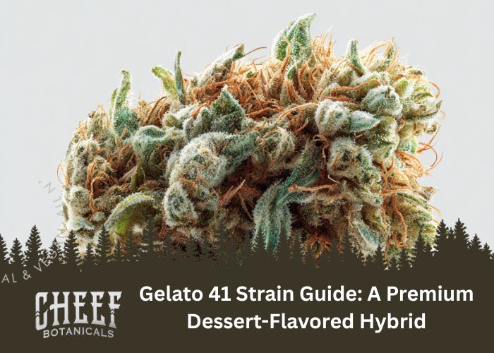Gelato 41 Strain featured blog image by Cheef Botanicals. Shows an up close image of a Gelato 41 bud.