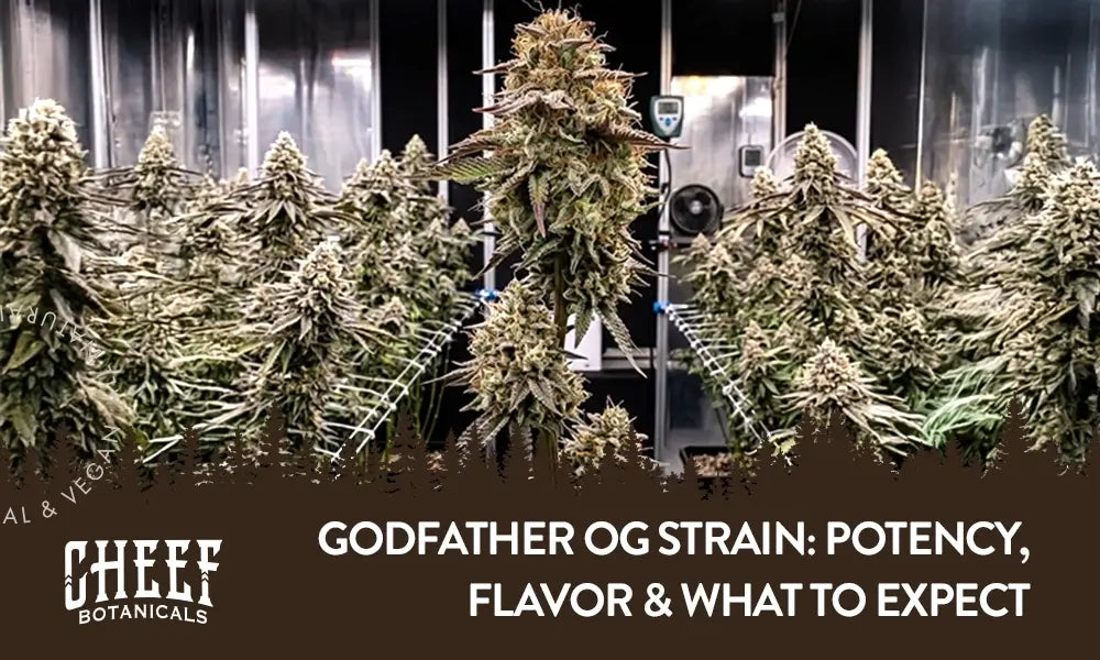 Godfather OG Strain featured blog image by Cheef Botanicals. Shows fully matured buds of Godfather OG growing on plants in an indoor grow.