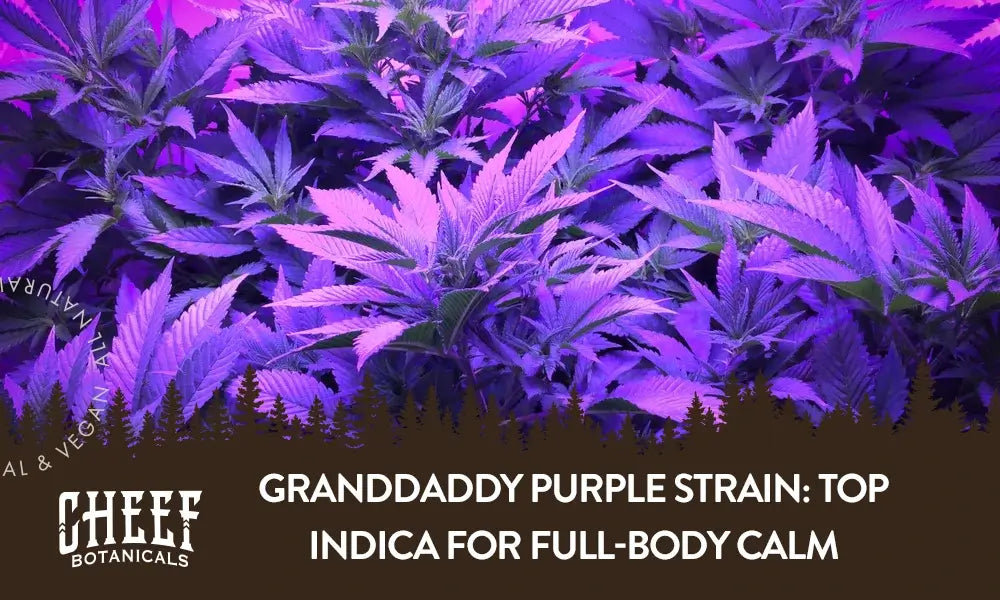 Granddaddy Purple Strain: Top Indica for Full-Body Calm