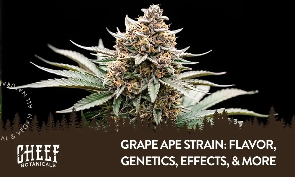Grape Ape Strain featured blog image by Cheef Botanicals. Shows a close up image aof a fully matured Grape Ape bud growing with a black background.