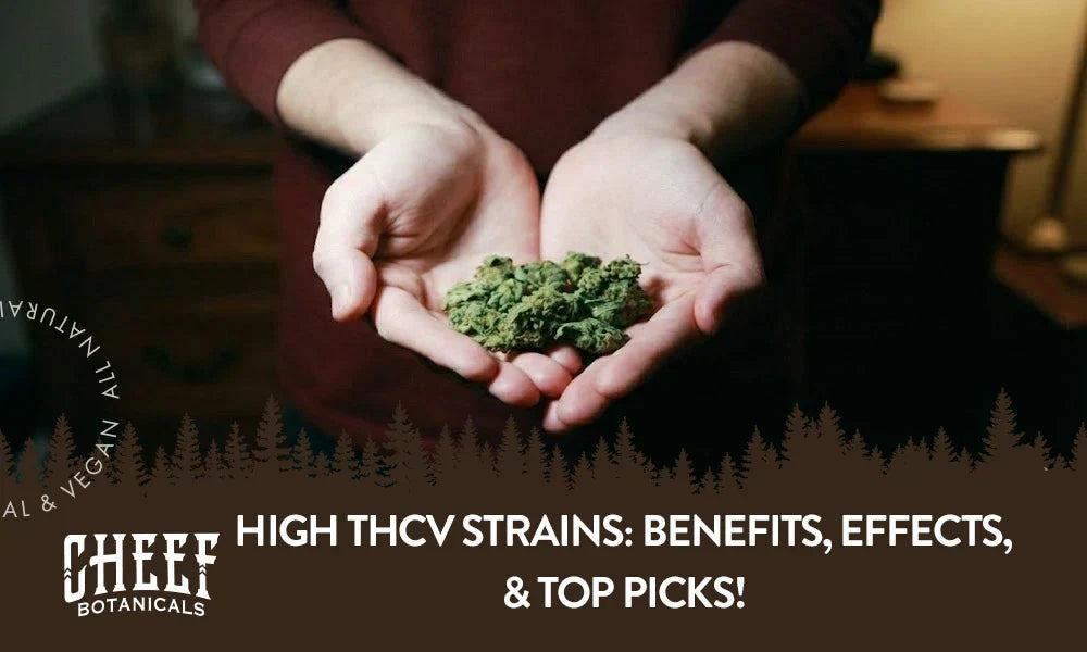 high thcv strains (featured blog image by Cheef Botanicals) shows a person holding a bunch of THCv cannabis buds