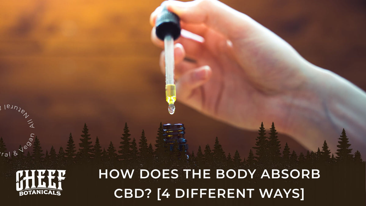 How Does the Body Absorb CBD (featured blog image by Holistapet) shows a person holding a CBD oil dropper