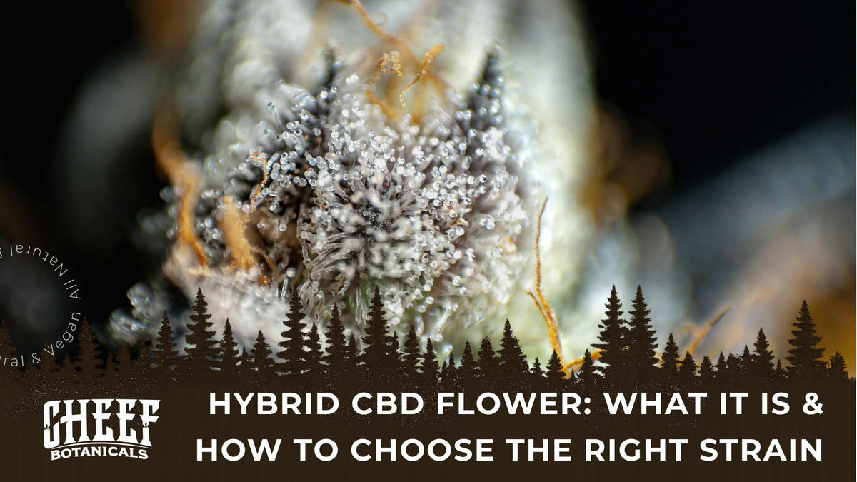 Hybrid CBD Flower (featured blog image by Cheef Botanicals) shows a hybrid CBD flower bud with frosted trichomes and orange strands