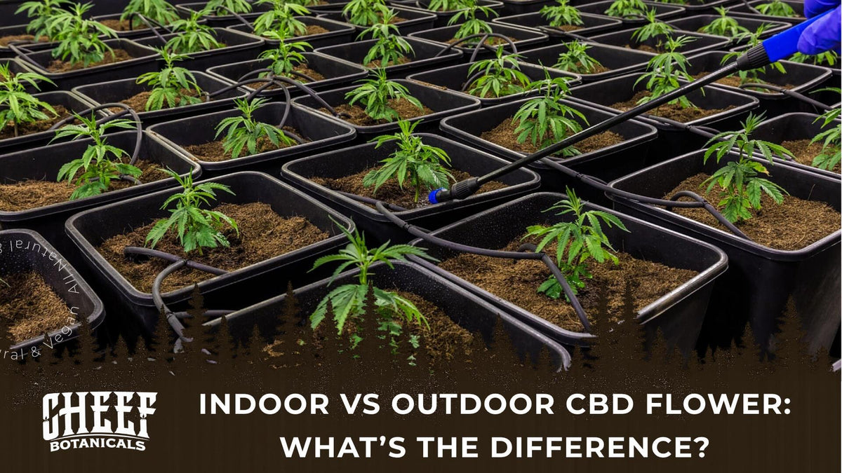 indoor vs outdoor CBD flower (featured blog image by Cheef Botanicals) shows cannabis plants grown in containers