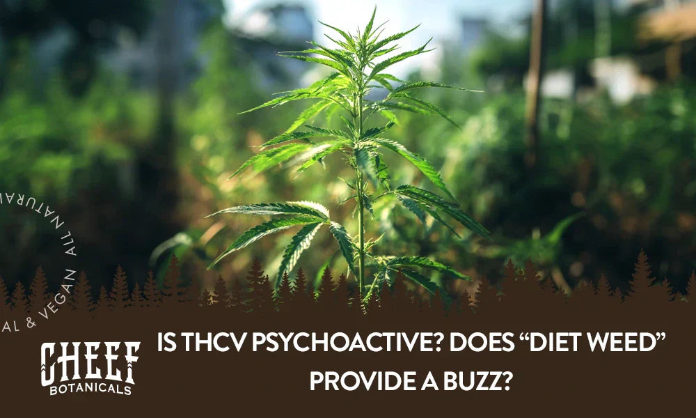 A cannabis plant growing naturally outside with the title "Is THCV psychoactive".