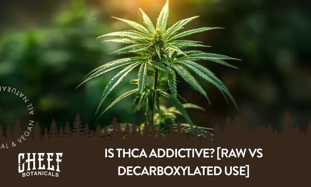 is THCa addictive (featured blog image by Cheef Botanicals) shows a cannabis plant growing outdoors
