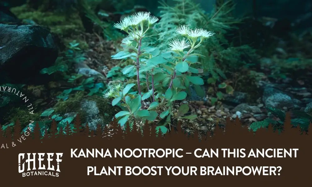 A kanna plant growing outside with the title "Kanna nootropic".