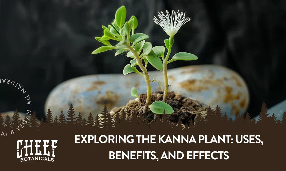 A kanna plant growing naturally in a mound of dirt with the title "exploring the kanna plant".