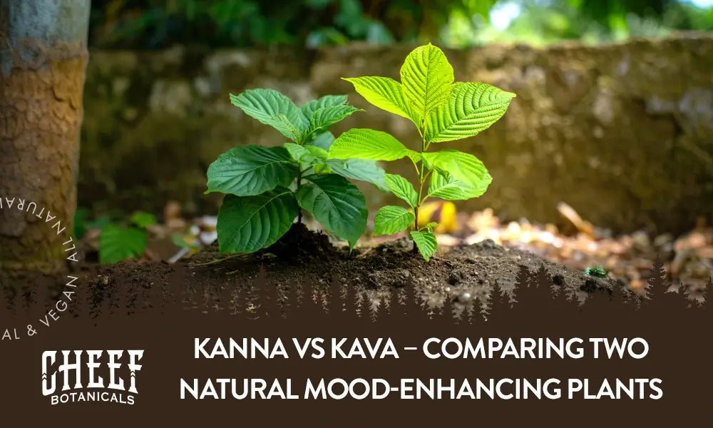 A kanna plant and kava plant growing next to each other outside with the title "kanna vs kava".