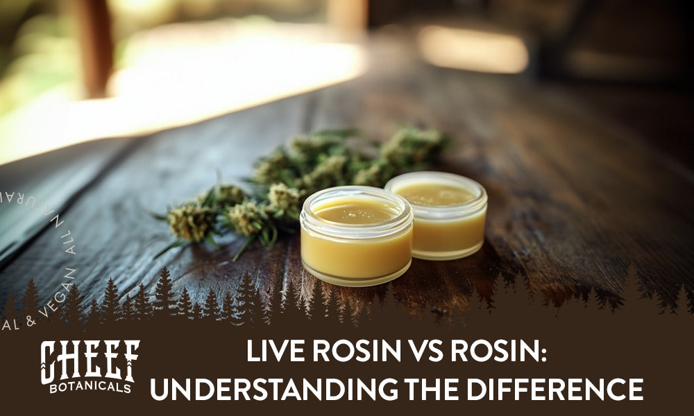 Live Rosin vs Rosin featured blog image by Cheef Botanicals. Shows two concentrates in small clear containers, one is live rosin one is cured rosin