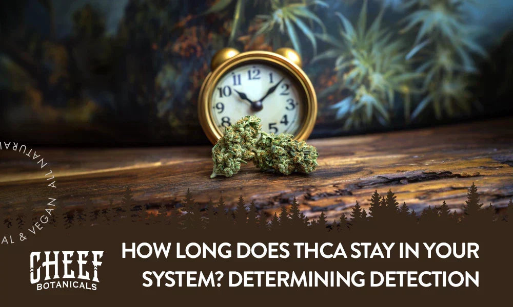 How long does THCa stay in your system (featured blog image by Cheef Botanicals. Shows two THCa buds sitting on a wooden table with a clock behind them.