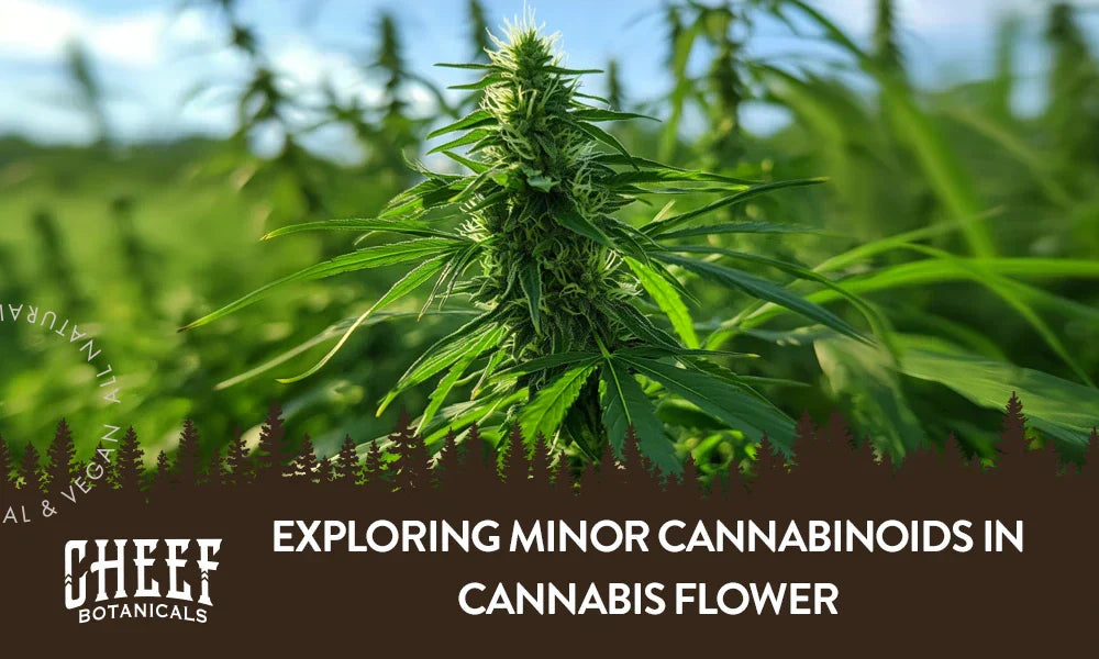 Featured blog image by Cheef Botanicals showing a cannabis plant in a field with the text “Exploring Minor Cannabinoids in Cannabis Flower,” highlighting minor cannabinoids.