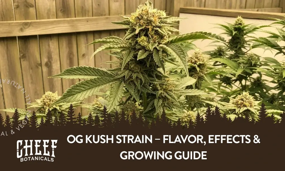An OG Kush cannabis plant growing outside.