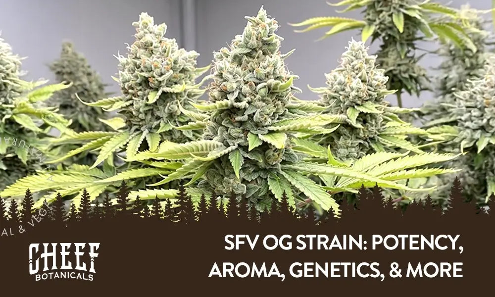 San Fernando OG Strain blog image by Cheef Botanicals. Shows buds of the strain growing in an indoor grow (fully matured buds)