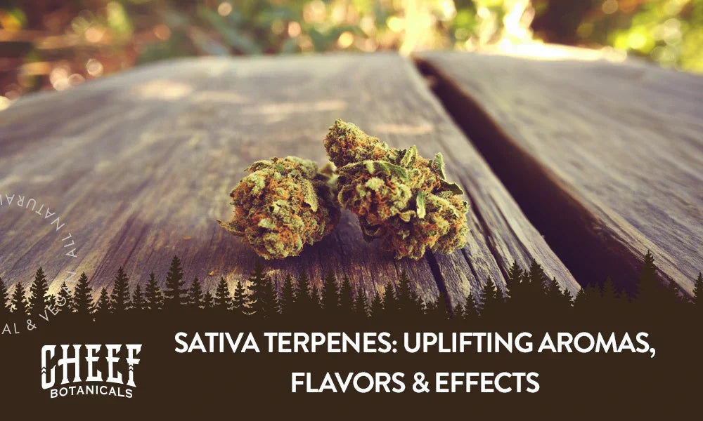 A couple of sativa cannabis buds with sativa terpenes sitting on a wooden table.