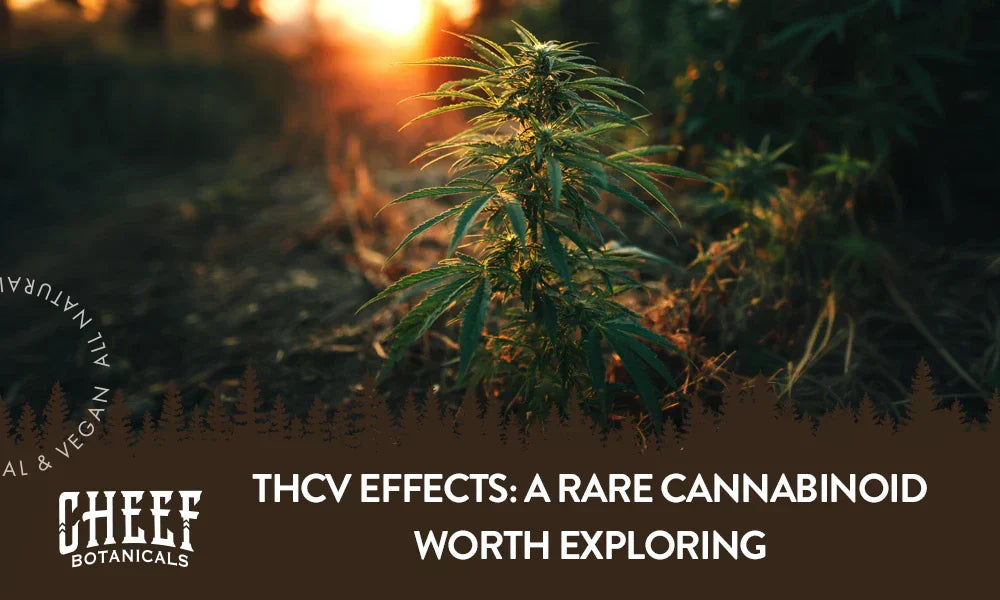 THCv effects (featured blog image by Cheef Botanicals) shows a cannabis plant growing naturally outdoors