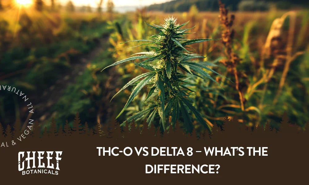 Featured blog image by Cheef Botanical showing a cannabis plant growing outdoors with the text “THC-O vs Delta 8 – What’s the Difference?” highlighting THC-O vs Delta 8.