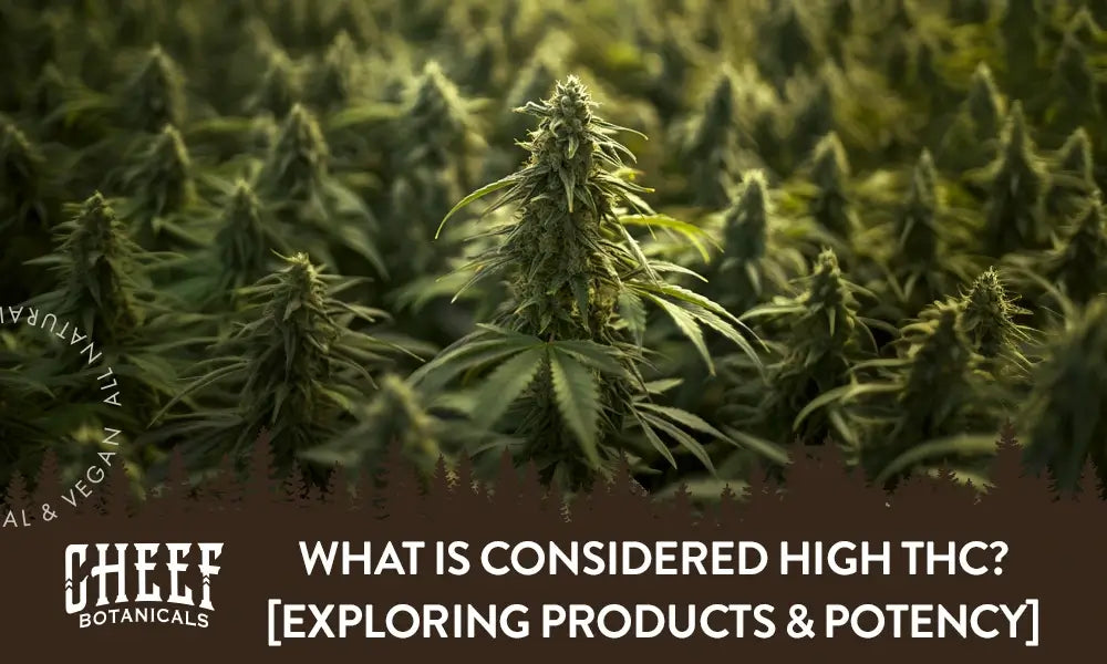 What is considered high THC (featured blog image by Cheef Botanicals) shows a field of mature cannabis plants