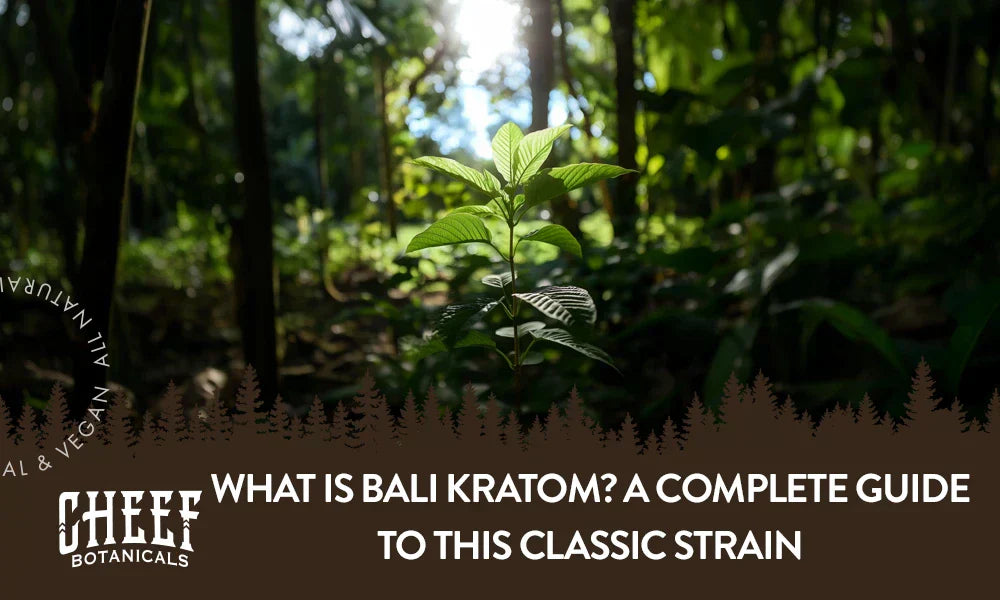 A Bali Kratom plant growing naturally outside.