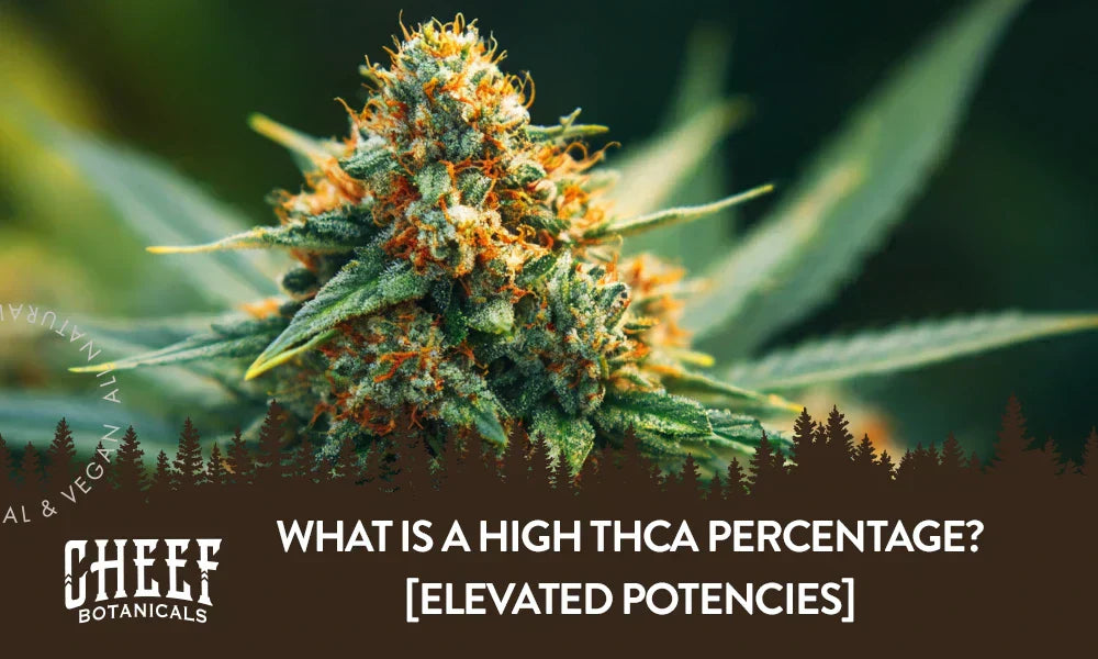 A THCa cannabis plant growing outside with the title "What is high THCa percentage".