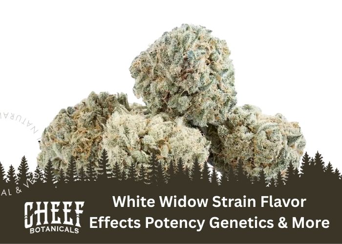 White Widow Strain featured blog image by Cheef Botanicals. Show a small pile of White Widow buds on a white background.