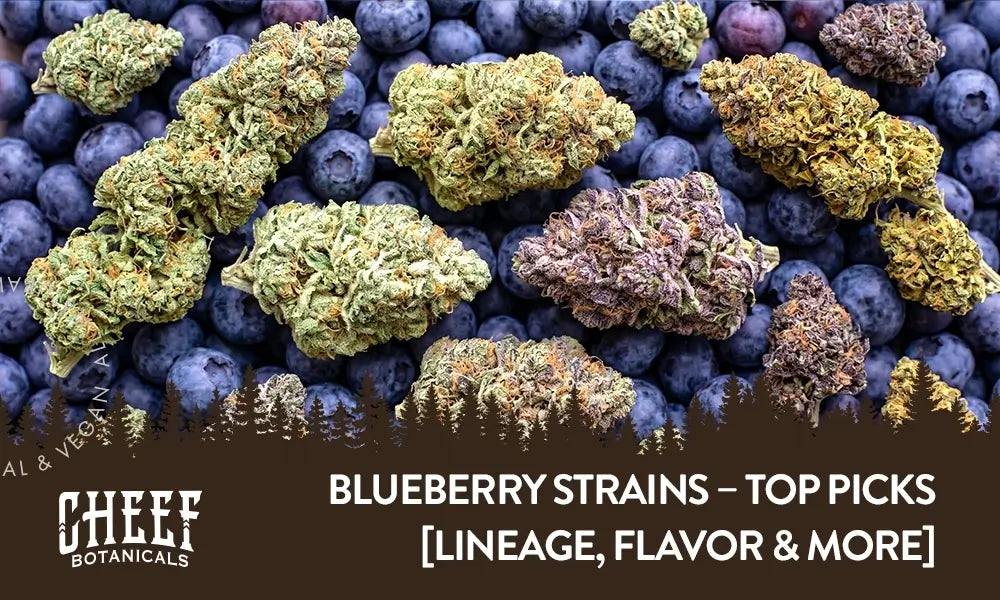 Blueberry Strains (featured blog image by Cheef Botanicals) shows a thick pile of blueberries with cannabis buds from different strains on top.