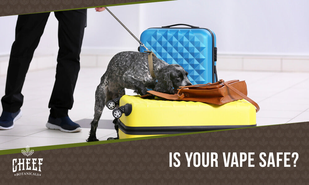 Can drug dogs smell carts featured blog image by Cheef Botanicals. Shows a dog sniffing travel luggage.
