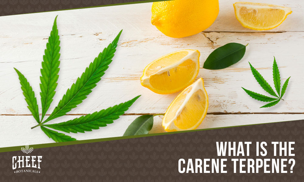 carene terpene (featured blog image by Cheef Botanicals) shows lemon slices and cannabis leaves on a wooden surface