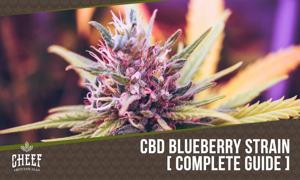 cbd blueberry