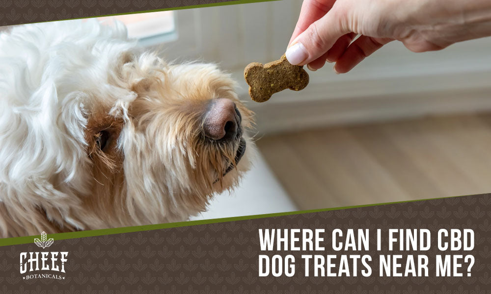 cbd dog treats near me (featured blog image by Cheef Holdings) shows a dog getting a treat