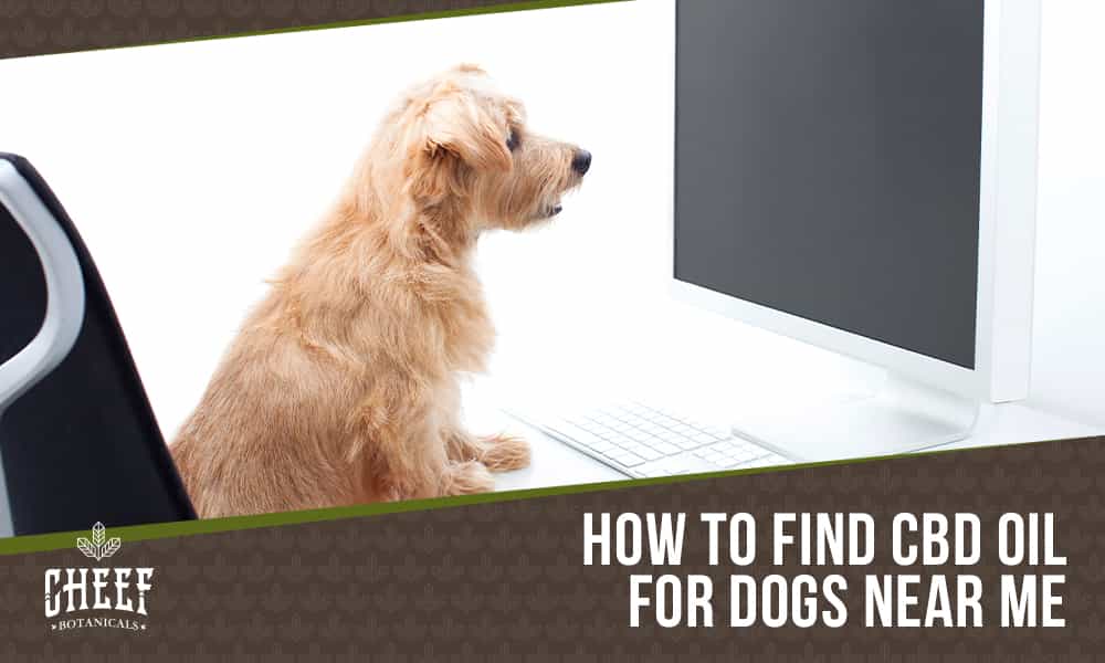 cbd oil for dogs near me
