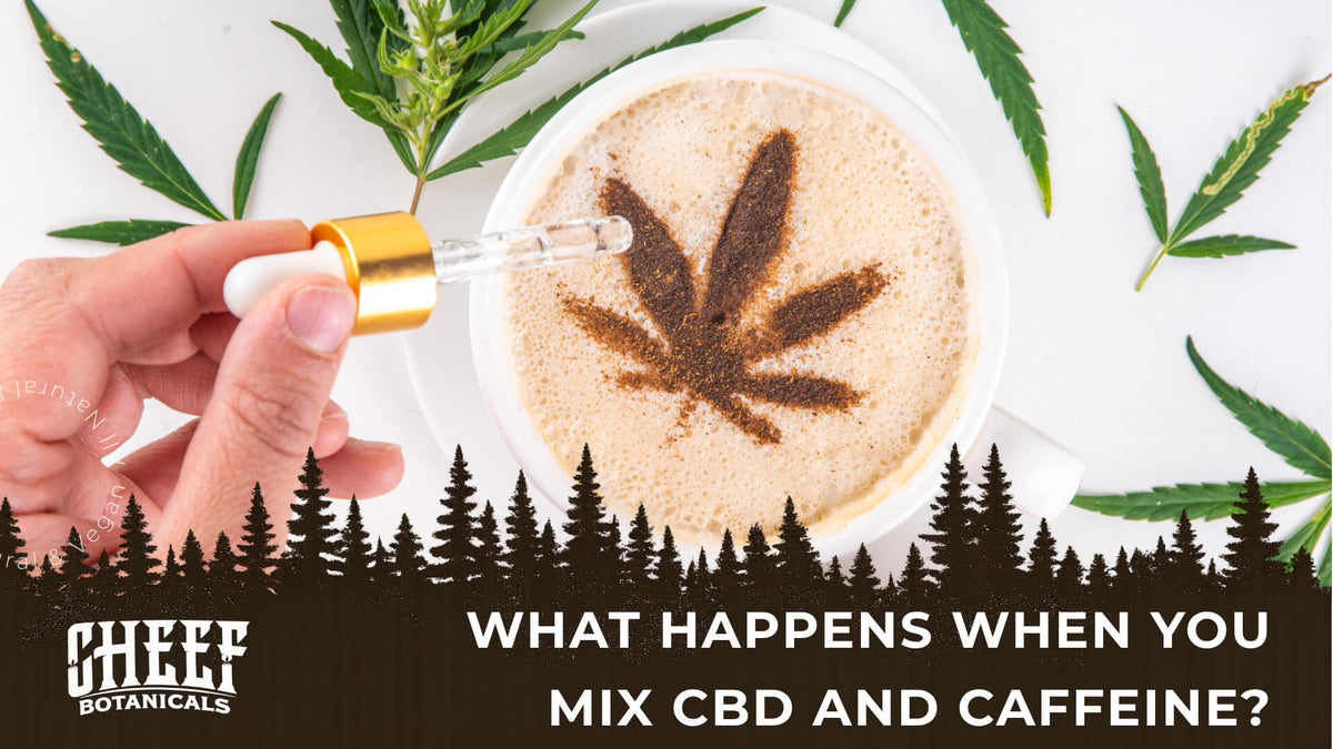 cbd and caffeine (featured blog image by Cheef Botanicals) shows a person dripping CBD oil on a cup of coffee
