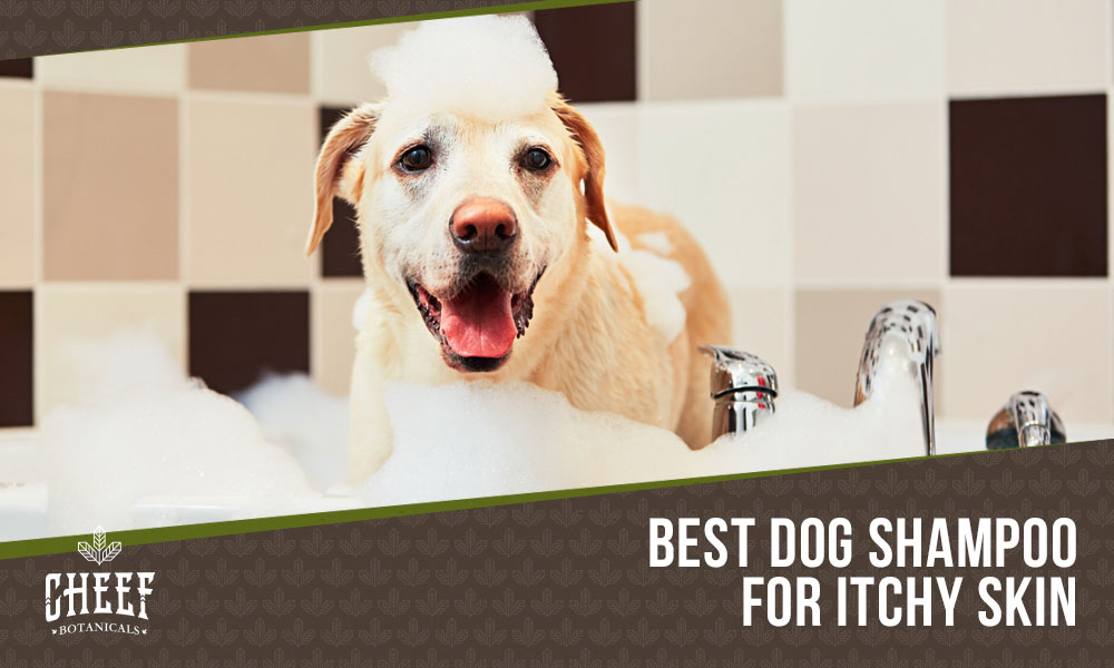 dog shampoo for itchy skin
