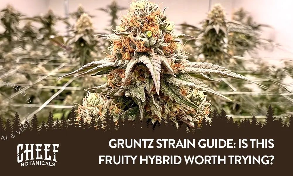 Gruntz Strain featured blog image by Cheef Botanicals. Shows fully matured Gruntz buds growing on the plants (indoor grow).