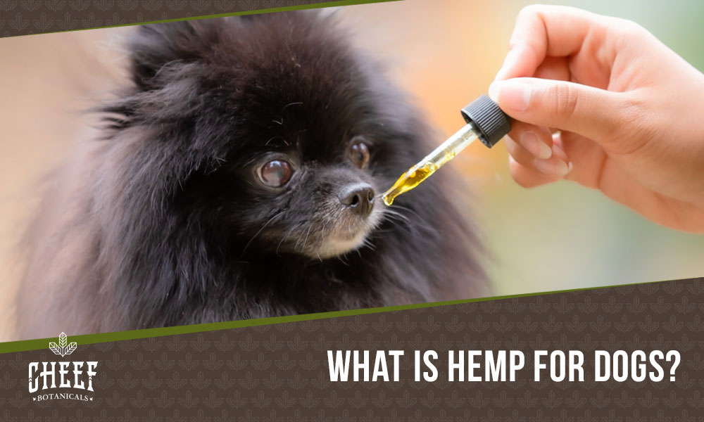 Featured blog image by Cheef Botanicals showing a small dog with a CBD oil dropper and the text “What Is Hemp For Dogs?” highlighting hemp for dogs.