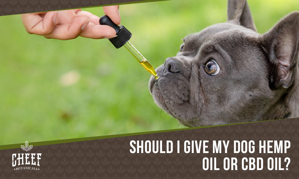 hemp oil vs cbd oil for dogs (featured blog image by Cheef Botanicals) shows a person feeding their dog CBD oil