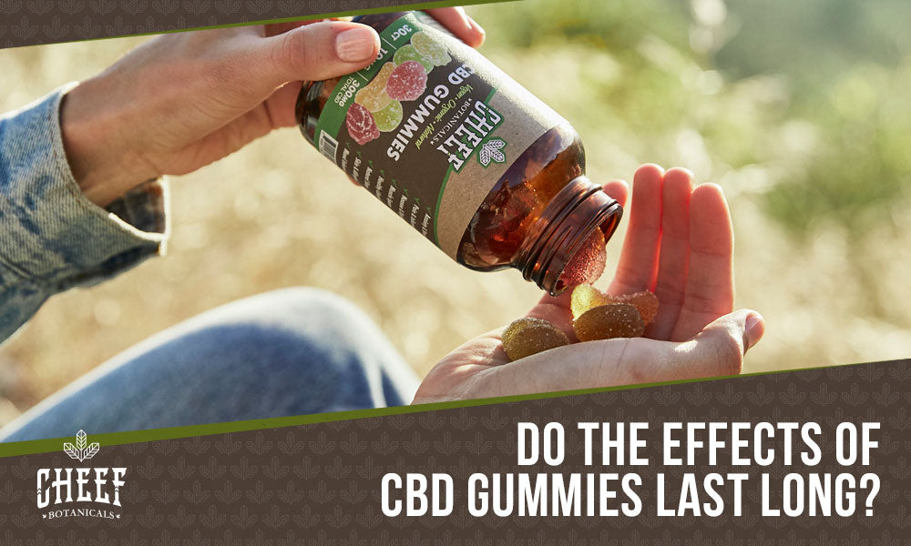 how long do cbd gummies last (Featured blog image by Cheef Botanicals) showing CBD gummies being poured into a hand